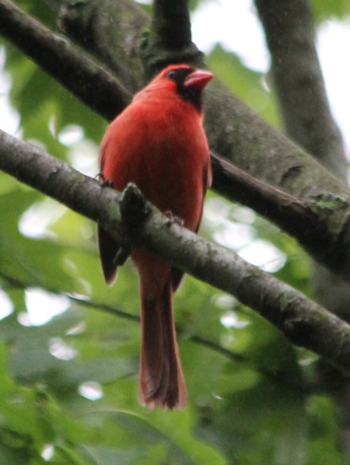 Northern Cardinal, m